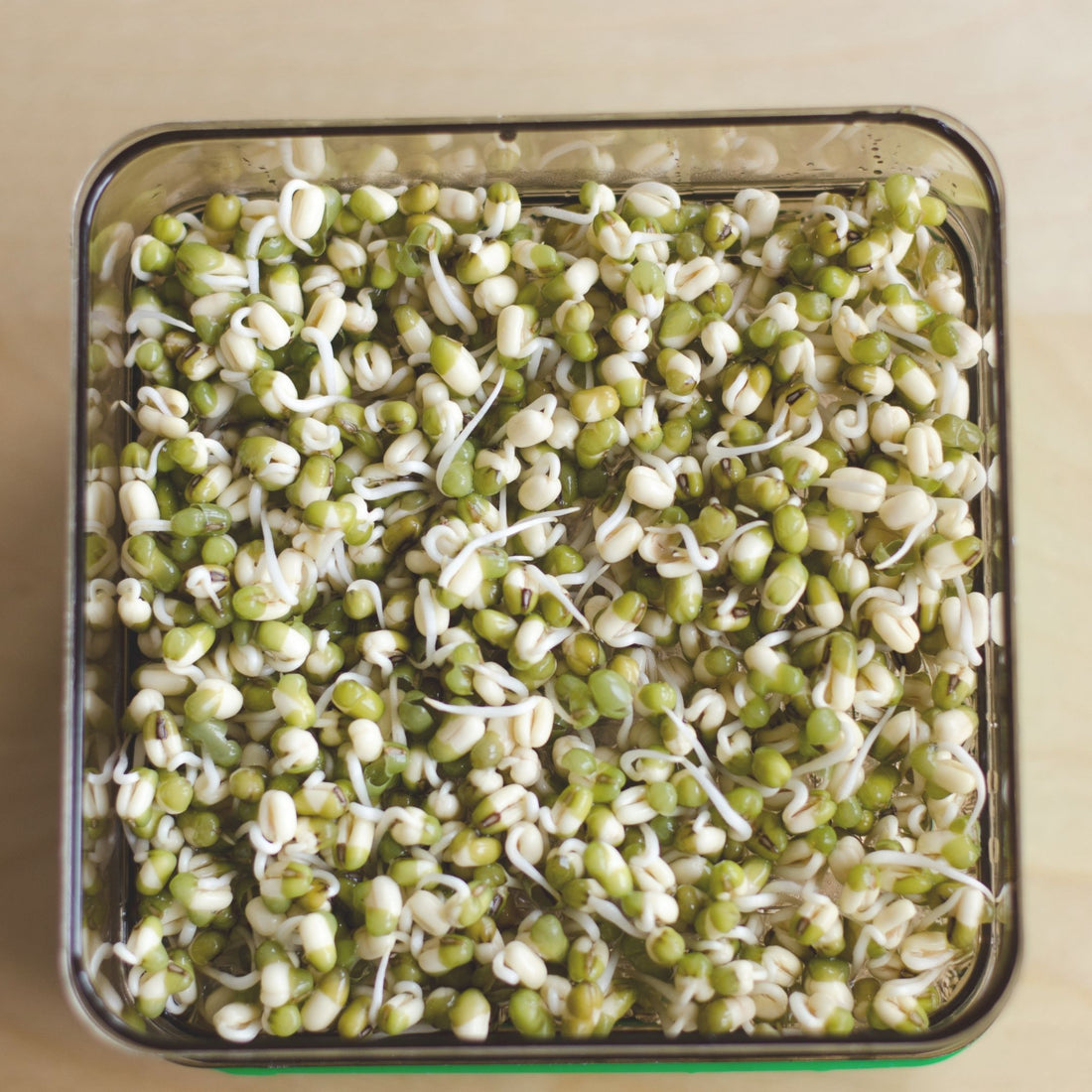 How to Sprout Mung Beans at Home