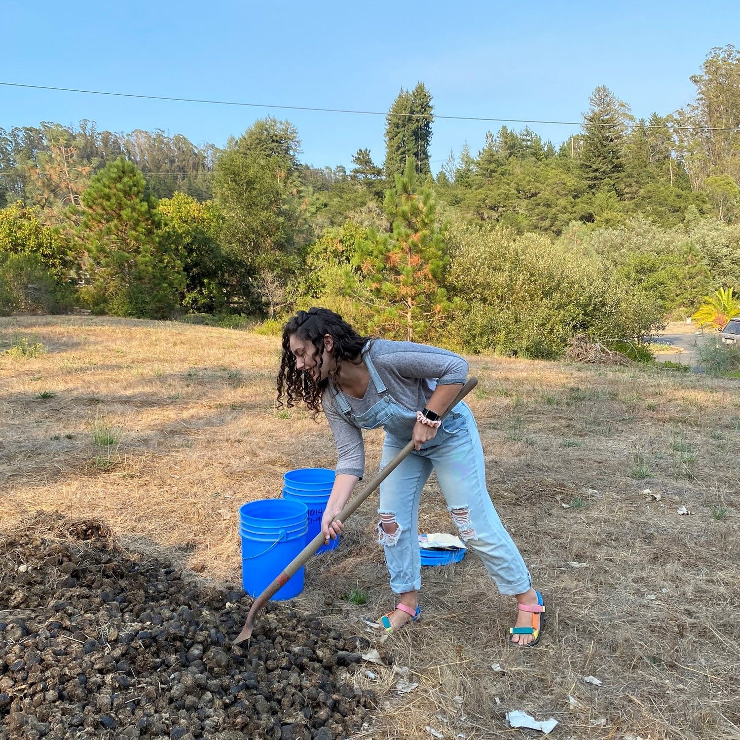 Composting Tip: What is the Right Mix of Browns and Greens? – Sun ...