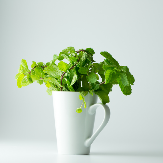 fresh herbs in glass mug
