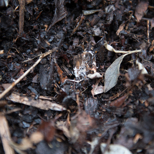 Composting Tip: Where to Place Your Compost Pile
